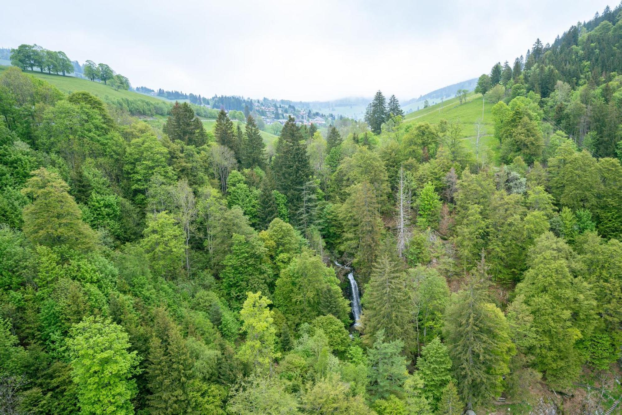 Black Forest Hotel Todtnau Εξωτερικό φωτογραφία